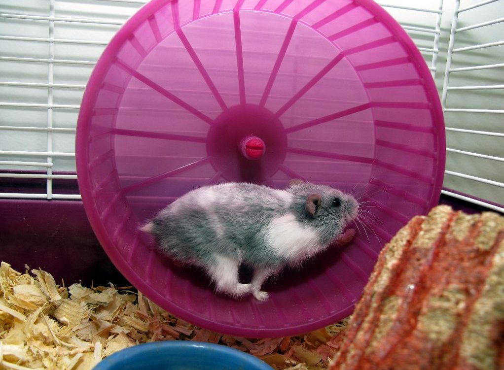 Cara Memasang Roda Lari (Kincir) Di Dinding Kandang Boks