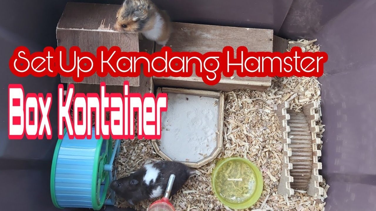 Estimasi Biaya Membuat Kandang Hamster Diy Dari Boks Kontainer (Update 2025)