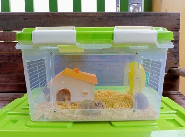 Checklist Kandang Boks Kontainer Apakah Sudah Siap Huni?