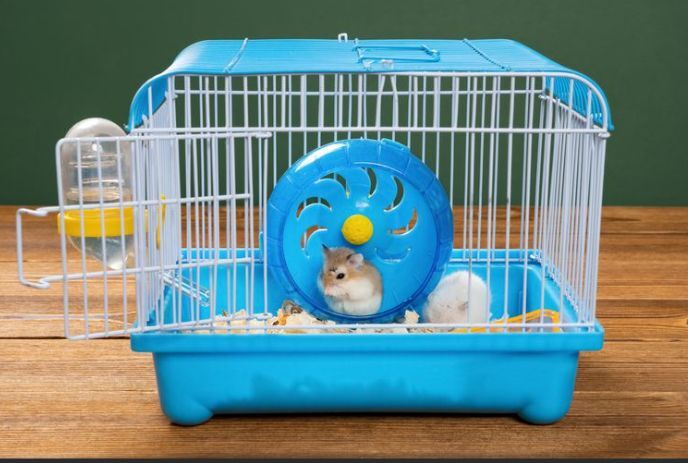 Upgrade Kandang Boks Kapan Waktunya Menambah Aksesori Baru?