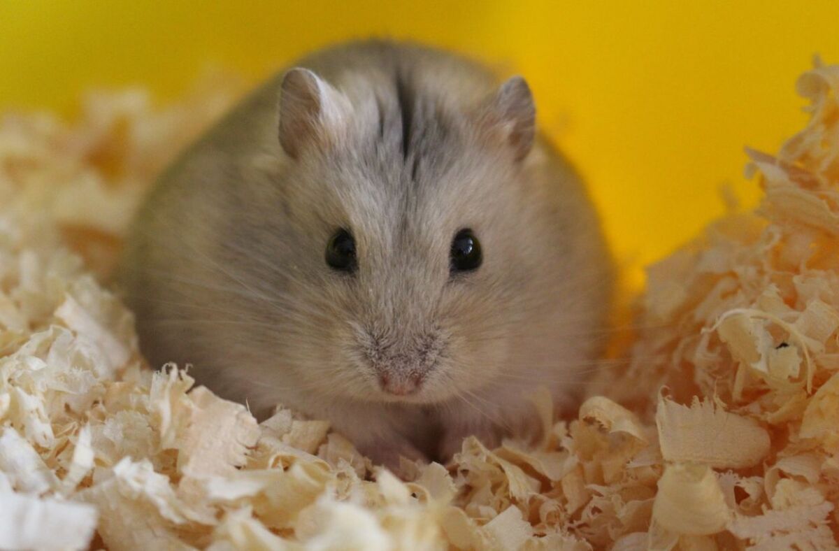 Mendorong Perilaku Alami Cara Membuat Area “Burrowing” (Menggali) Di Kandang Boks