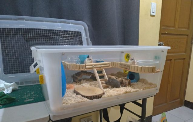 Ide Dekorasi Kandang Boks Kontainer Estetik (Minimalis Dan Modern)