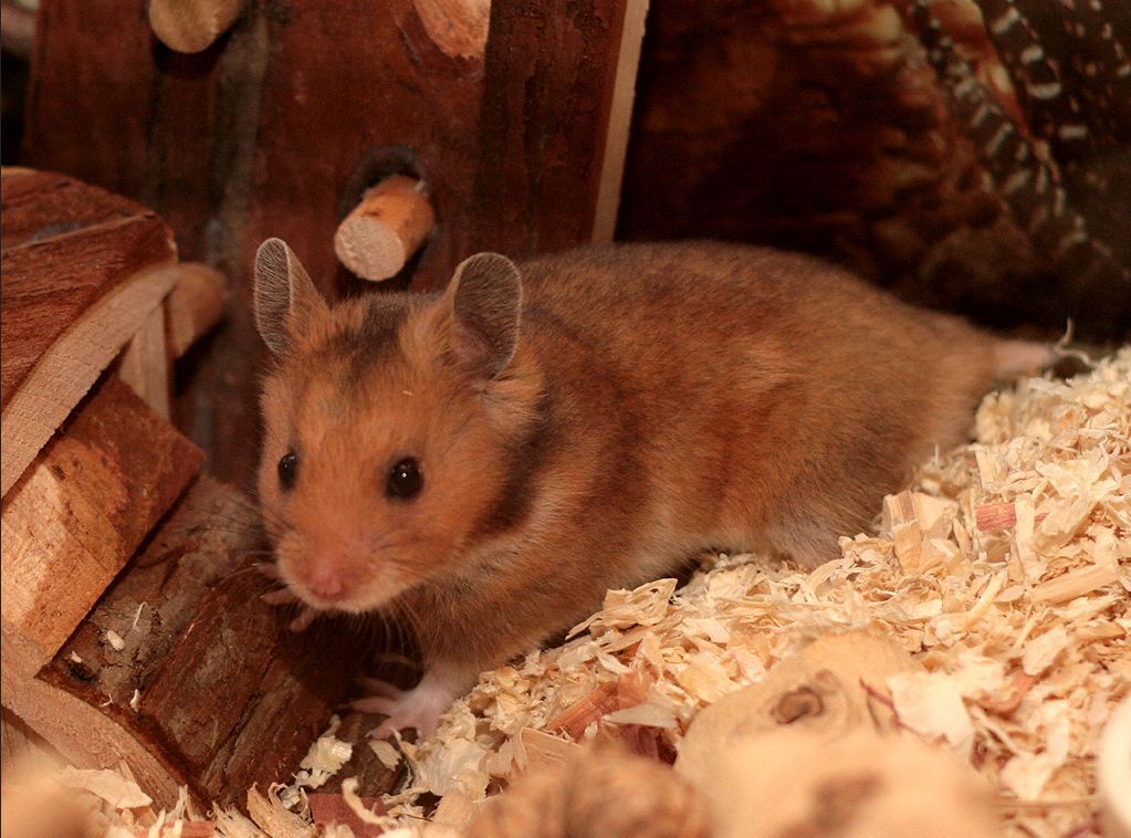 Berapa Tebal Bedding (Serbuk Kayu) Yang Ideal Di Kandang Boks?