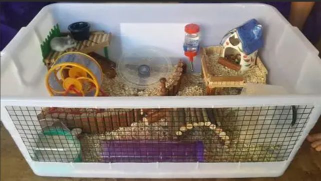 Kesalahan Setup Yang Sering Dilakukan Pemula Di Kandang Boks